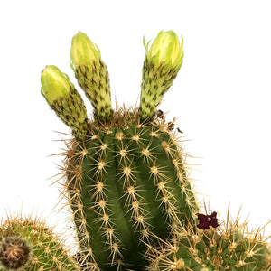 Cactus, 8in,Torch Cactus