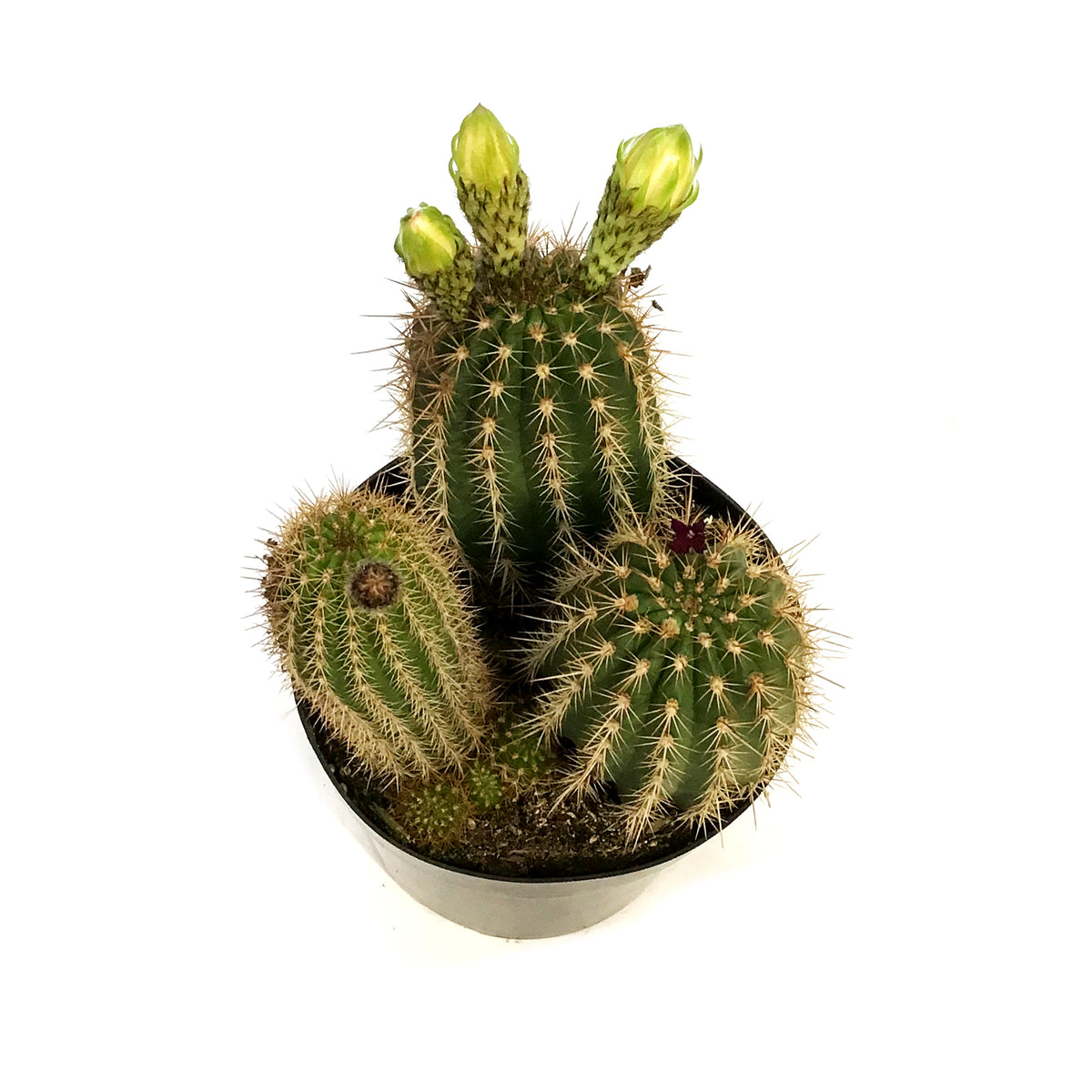 Cactus, 8in,Torch Cactus
