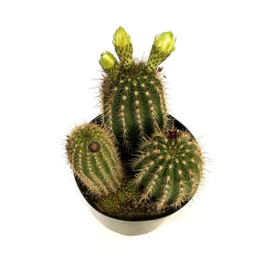 Cactus, 8in,Torch Cactus