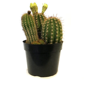 Cactus, 8in,Torch Cactus