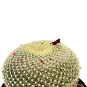 Cactus, 8in,Golden Pincushion