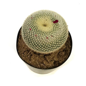 Cactus, 8in,Golden Pincushion