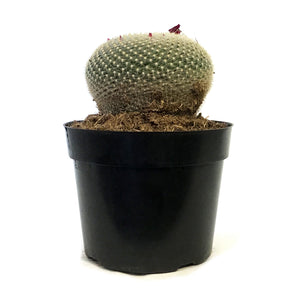 Cactus, 8in,Golden Pincushion