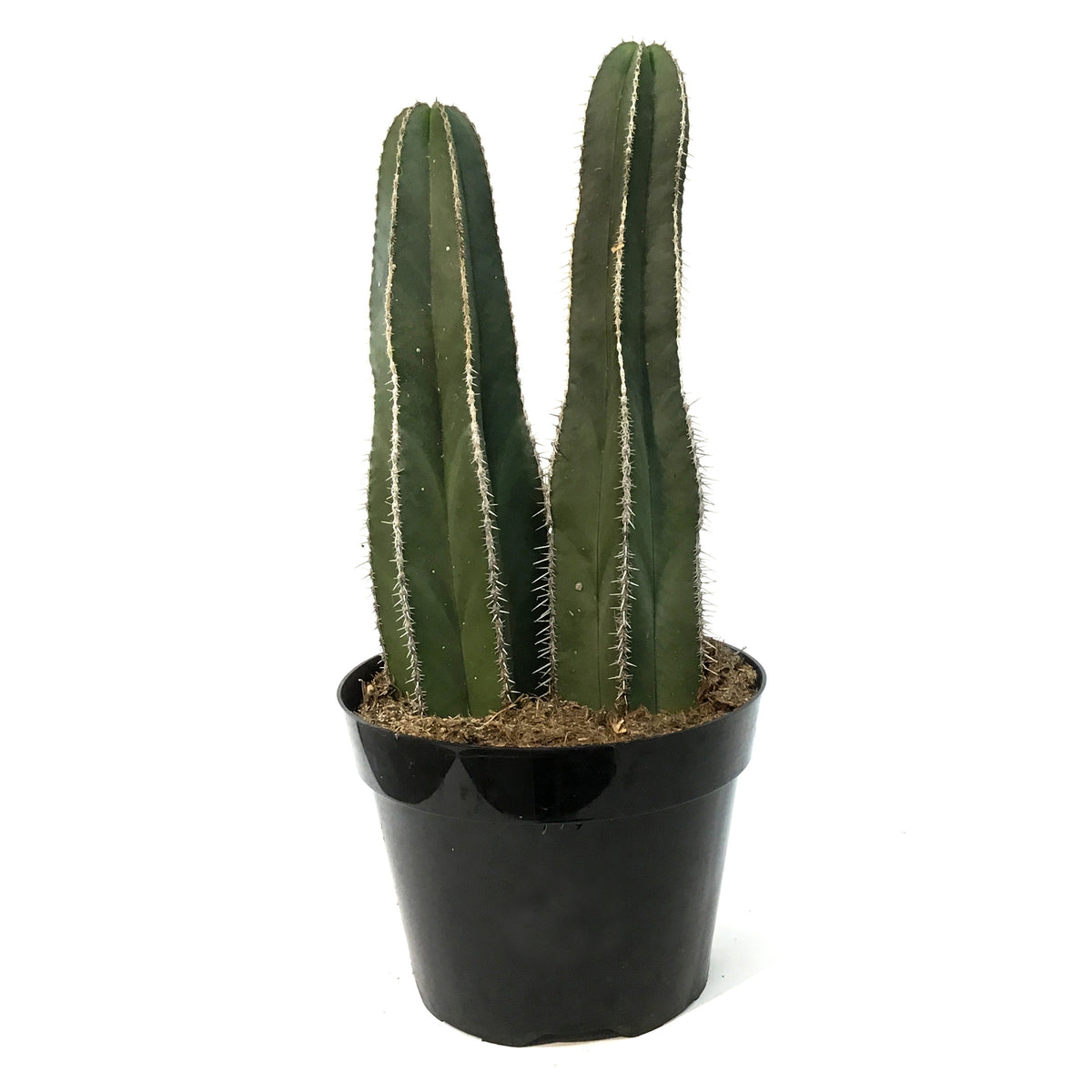Cactus, 8in, Lemaireocerus