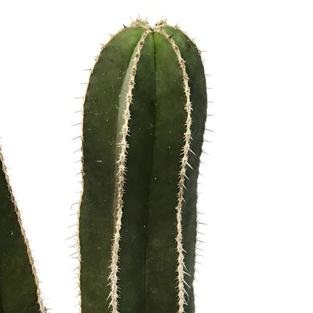 Cactus, 8in, Lemaireocerus