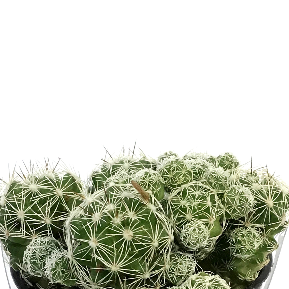 Cactus, 9cm, M. Gracilis Fr.