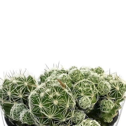 Cactus, 9cm, M. Gracilis Fr.