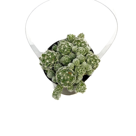 Cactus, 9cm, M. Gracilis Fr.