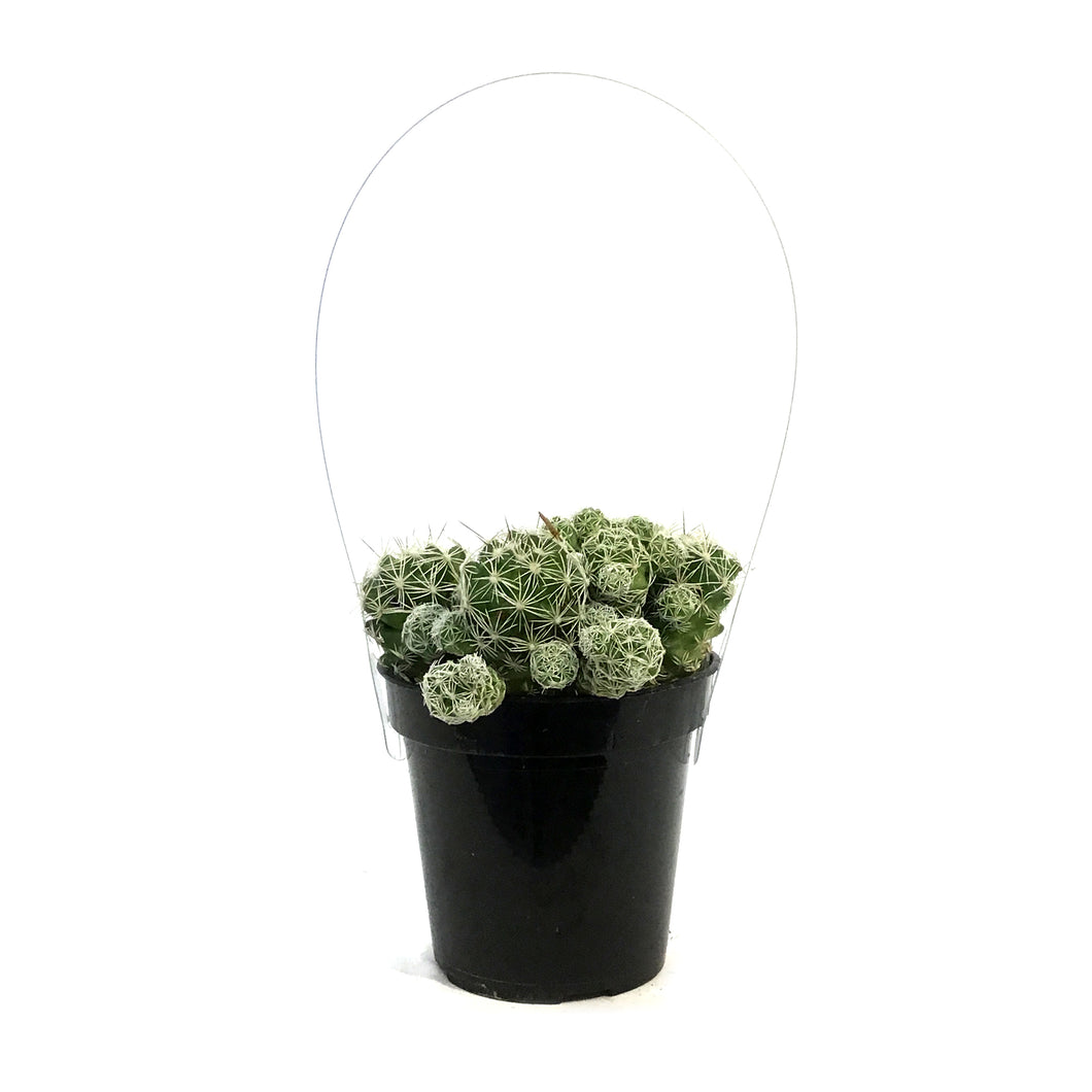 Cactus, 9cm, M. Gracilis Fr.