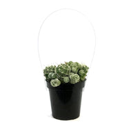 Cactus, 9cm, M. Gracilis Fr.
