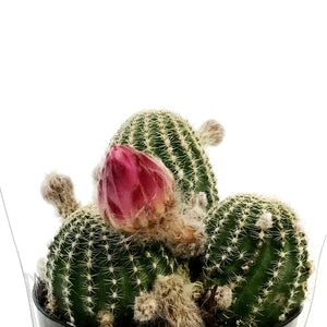 Cactus, 9cm, Echinopsis Constellation