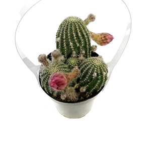 Cactus, 9cm, Echinopsis Constellation