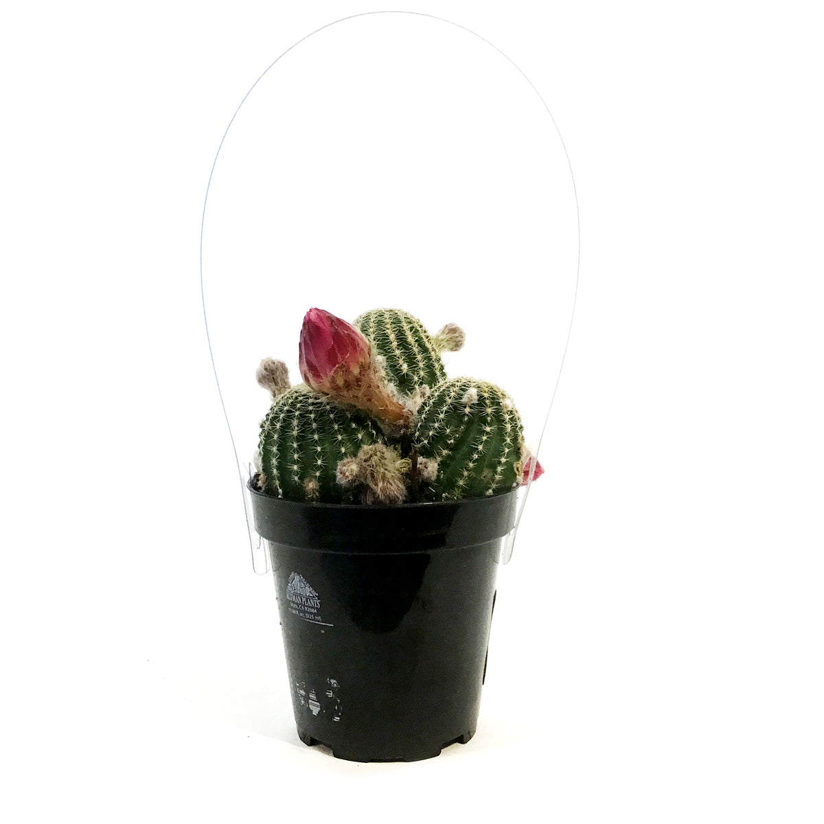 Cactus, 9cm, Echinopsis Constellation