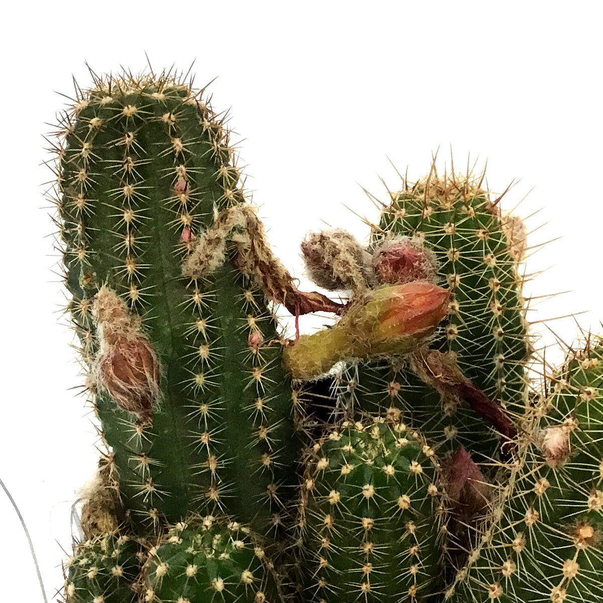 Cactus, 9cm, Echinopsis Mercury