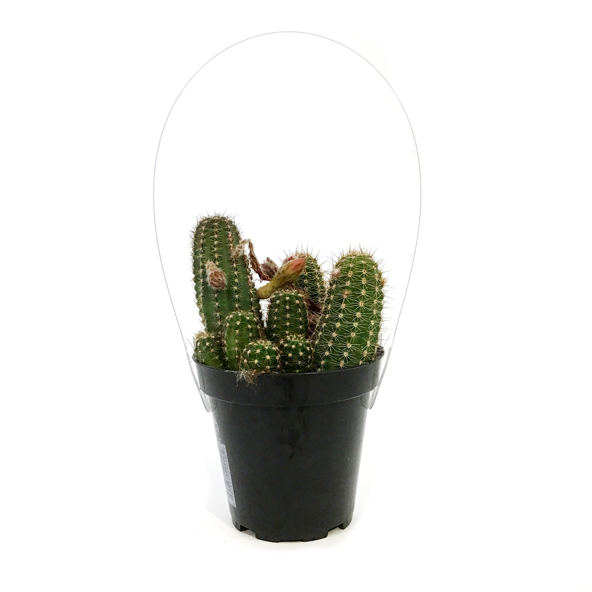 Cactus, 9cm, Echinopsis Mercury