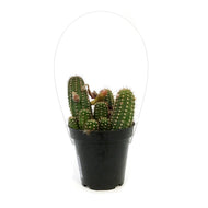 Cactus, 9cm, Echinopsis Mercury