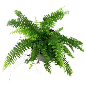 Fern, 7in, Boston Nevada