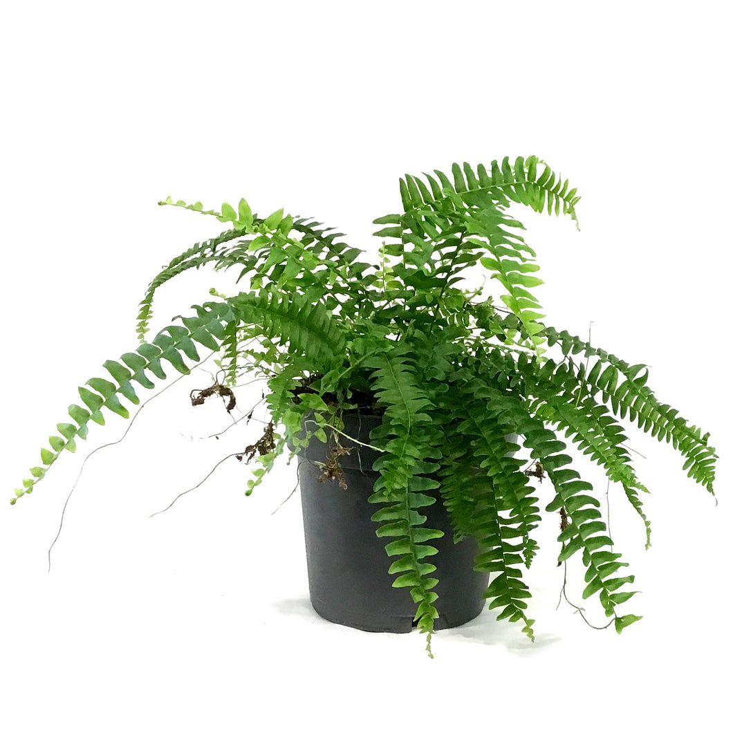 Fern, 7in, Boston Nevada