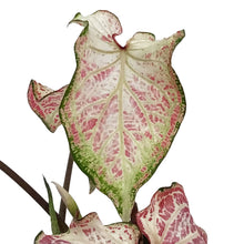 Load image into Gallery viewer, Caladium, 7.5in, Pink Cloud
