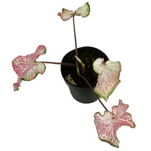 Load image into Gallery viewer, Caladium, 7.5in, Pink Cloud
