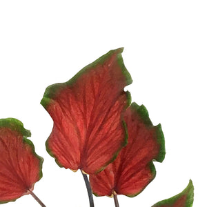 Caladium, 7.5in ,Joy
