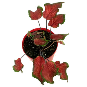 Caladium, 7.5in ,Joy