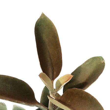 Succulent, 3.5in, Kalanchoe Copper Spoon