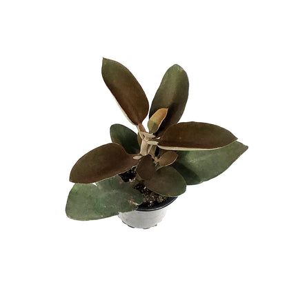 Succulent, 3.5in, Kalanchoe Copper Spoon
