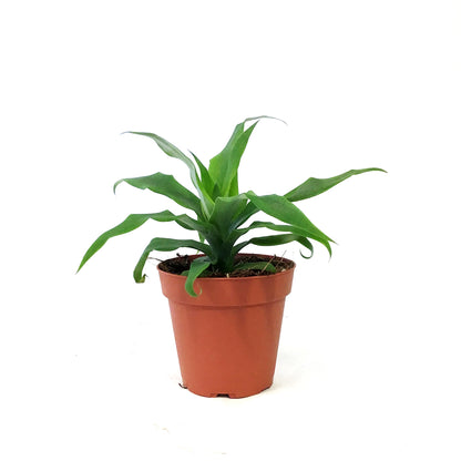 Pineapple, 4in, Sugarloaf