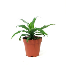 Load image into Gallery viewer, Pineapple, 4in, Sugarloaf
