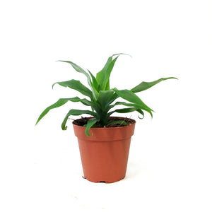 Pineapple, 4in, Sugarloaf