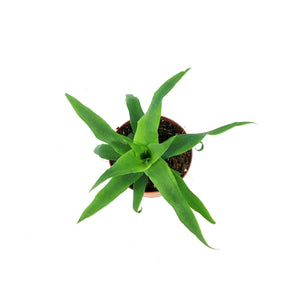 Pineapple, 4in, Sugarloaf
