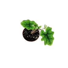 Load image into Gallery viewer, Alocasia, 3in, Jacklyn
