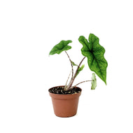 Alocasia, 3in, Jacklyn