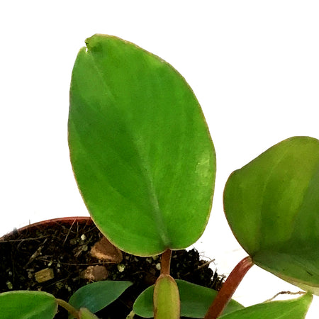 Philodendron, 4in, Mayoi