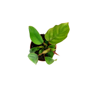 Philodendron, 4in, Mayoi