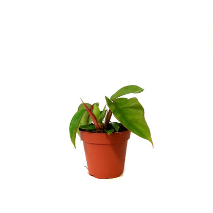 Philodendron, 4in, Mayoi
