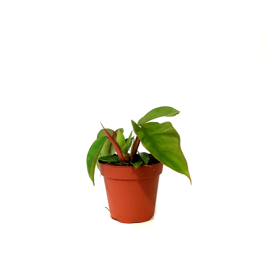 Philodendron, 4in, Mayoi