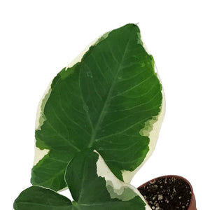 Alocasia, 3in, Mickey Mouse