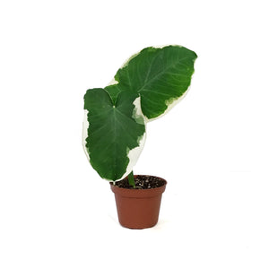 Alocasia, 3in, Mickey Mouse