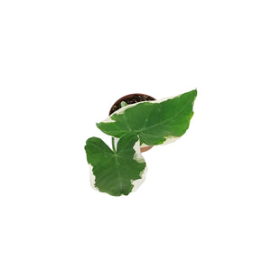 Alocasia, 3in, Mickey Mouse