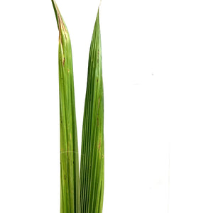 Palm, 12in, Coconut