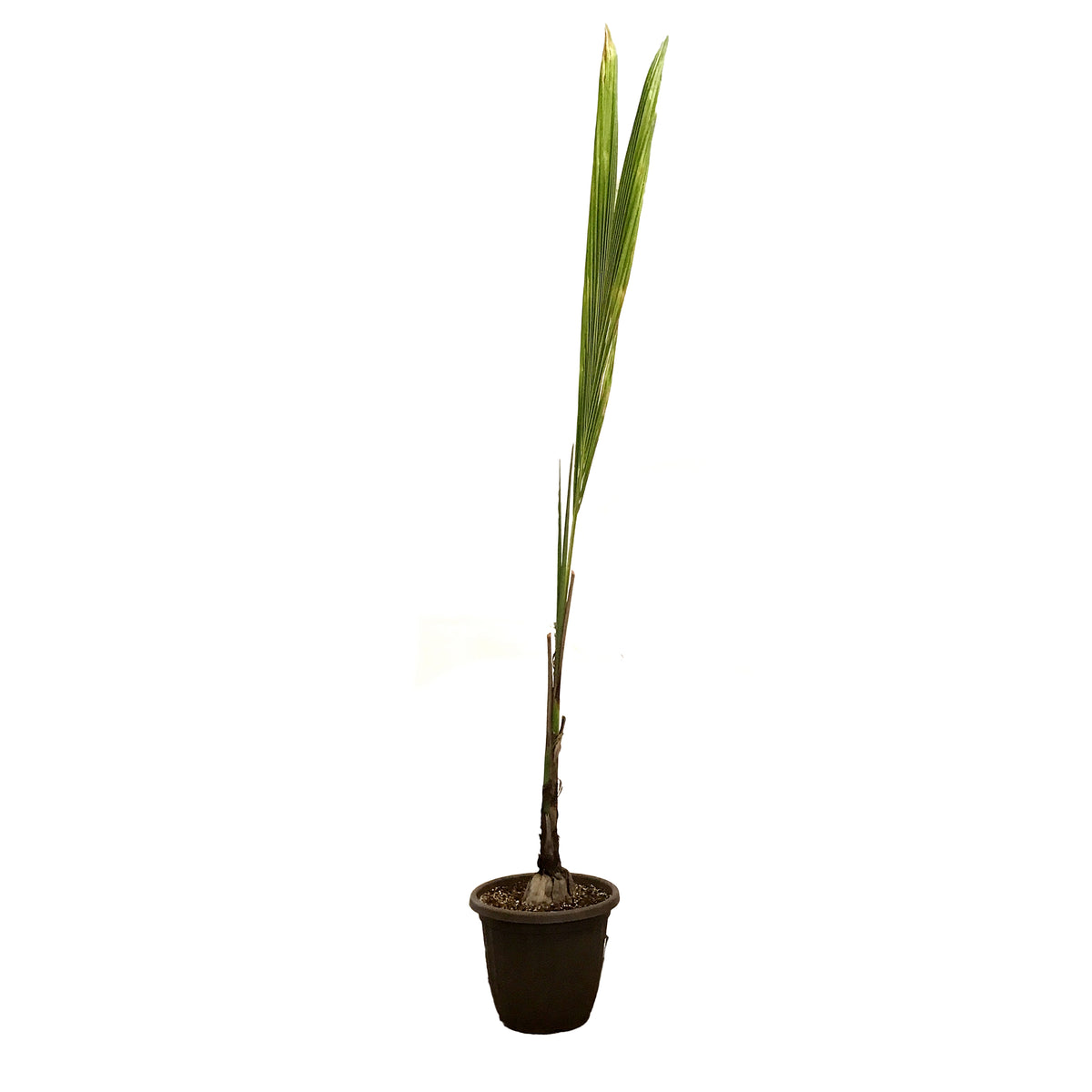 Palm, 12in, Coconut