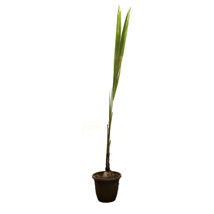 Palm, 12in, Coconut
