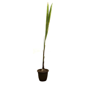 Palm, 12in, Coconut