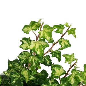 Ivy, 7in HB,Eva