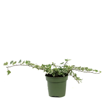 Ivy, 4in, Eva