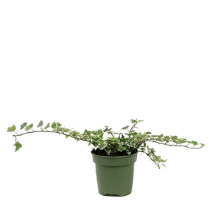 Ivy, 4in, Eva