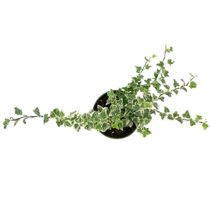 Ivy, 4in, Eva