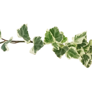 Ivy, 4in, Eva